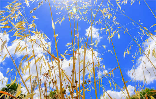 多人玩笔仙怎么握笔？真正的笔仙怎么玩