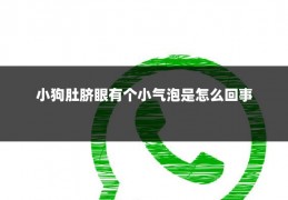 小狗肚脐眼有个小气泡是怎么回事