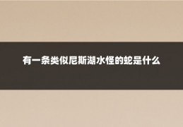 有一条类似尼斯湖水怪的蛇是什么