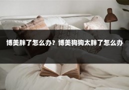 博美胖了怎么办?博美狗狗太胖了怎么办