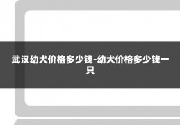 武汉幼犬价格多少钱-幼犬价格多少钱一只