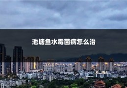池塘鱼水霉菌病怎么治