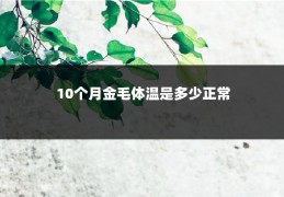 10个月金毛体温是多少正常