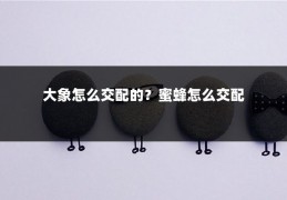 大象怎么交配的？蜜蜂怎么交配