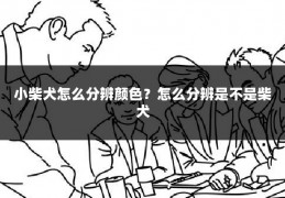 小柴犬怎么分辨颜色?怎么分辨是不是柴犬