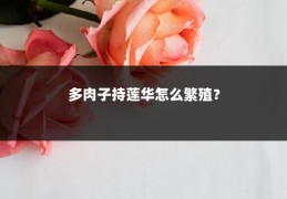 多肉子持莲华怎么繁殖?