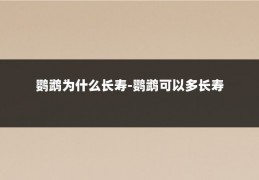 鹦鹉为什么长寿-鹦鹉可以多长寿