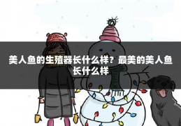 美人鱼的生殖器长什么样？最美的美人鱼长什么样