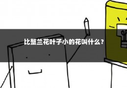比蟹兰花叶子小的花叫什么?