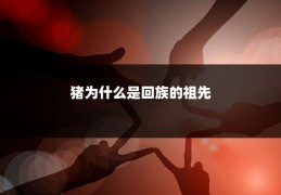 猪为什么是回族的祖先