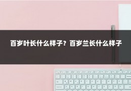 百岁叶长什么样子？百岁兰长什么样子