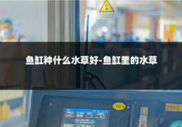 鱼缸种什么水草好-鱼缸里的水草