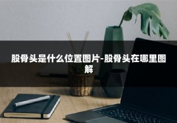 股骨头是什么位置图片-股骨头在哪里图解
