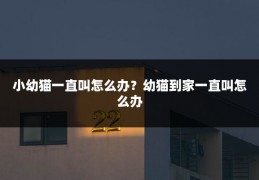小幼猫一直叫怎么办?幼猫到家一直叫怎么办