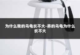 为什么我的乌龟长不大-养的乌龟为什么长不大