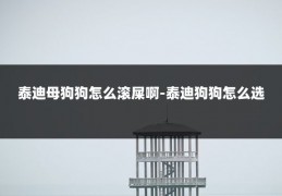 泰迪母狗狗怎么滚屎啊-泰迪狗狗怎么选