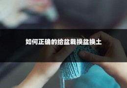 如何正确的给盆栽换盆换土