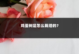 鸡蛋树是怎么栽培的?