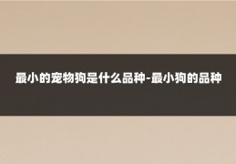 最小的宠物狗是什么品种-最小狗的品种