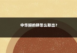 中华鲟的卵怎么取出？