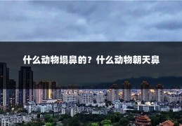 什么动物塌鼻的？什么动物朝天鼻