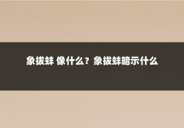 象拔蚌 像什么？象拔蚌暗示什么