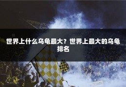 世界上什么乌龟最大？世界上最大的乌龟排名