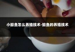 小鲶鱼怎么养殖技术-鲶鱼的养殖技术