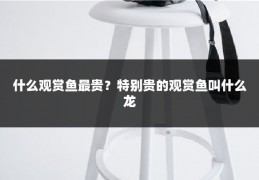 什么观赏鱼最贵？特别贵的观赏鱼叫什么龙