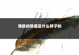 海豚的阴道是什么样子的