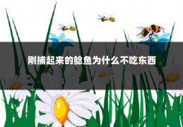 刚捕起来的鲶鱼为什么不吃东西