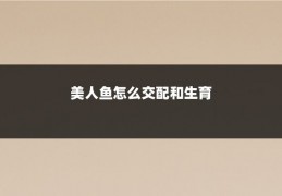 美人鱼怎么交配和生育