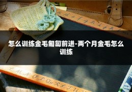 怎么训练金毛匍匐前进-两个月金毛怎么训练