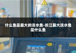 什么鱼是最大的淡水鱼-长江最大淡水鱼是什么鱼