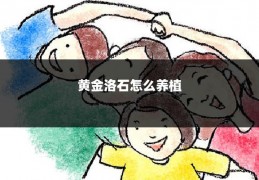 黄金洛石怎么养植