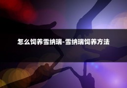 怎么饲养雪纳瑞-雪纳瑞饲养方法