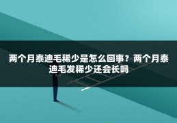 两个月泰迪毛稀少是怎么回事？两个月泰迪毛发稀少还会长吗