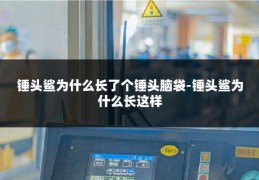 锤头鲨为什么长了个锤头脑袋-锤头鲨为什么长这样