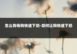 怎么狗母狗快速下奶-如何让狗快速下奶