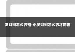 发财树怎么养殖-小发财树怎么养才茂盛