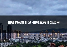 山楂的花像什么-山楂花有什么药用