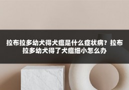 拉布拉多幼犬得犬瘟是什么症状病?拉布拉多幼犬得了犬瘟细小怎么办