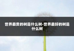 世界最贵的树是什么树-世界最好的树是什么树