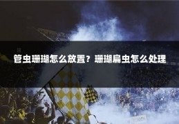 管虫珊瑚怎么放置？珊瑚扁虫怎么处理