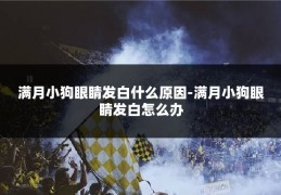 满月小狗眼睛发白什么原因-满月小狗眼睛发白怎么办