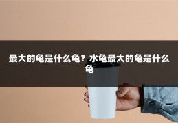 最大的龟是什么龟?水龟最大的龟是什么龟