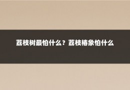 荔枝树最怕什么？荔枝椿象怕什么