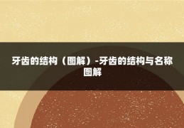 牙齿的结构（图解）-牙齿的结构与名称图解