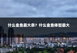 什么金鱼最大条?什么金鱼体型最大