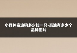 小品种泰迪狗多少钱一只-泰迪有多少个品种图片